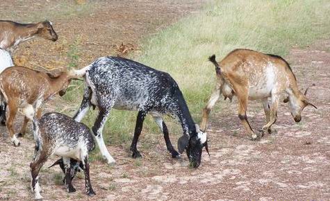 Un élevage écologique | TERRE VERTE - BF