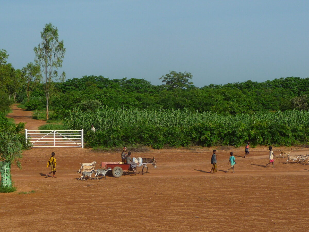 WEGOUBRI UN BOCAGE AU SAHEL